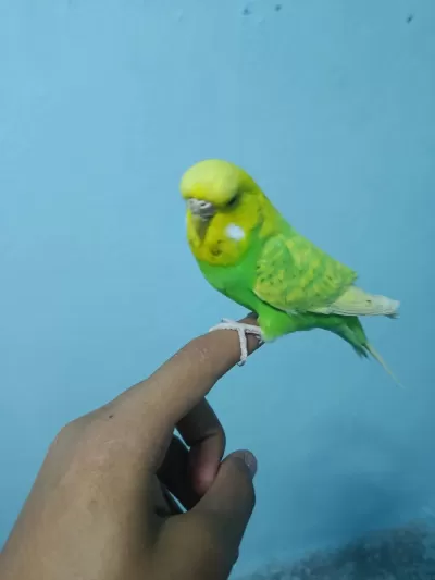 Ele Alışkın Jumbo Muhabbet Kuşu