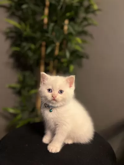 British Shorthair Red Point Yavrularim