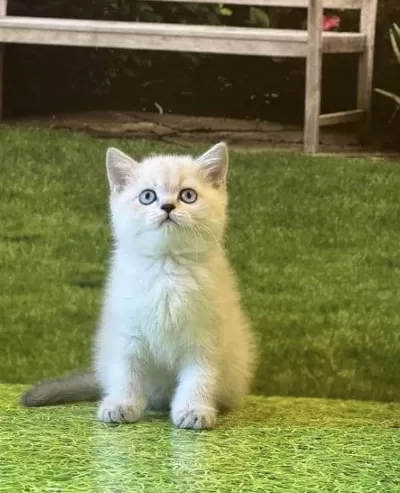 British Shorthair Yavrularim