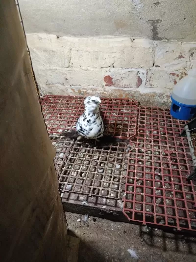 İri Jumbo Takım Güvercin