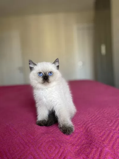 Güzeller Güzeli British Shorthair Yavrularim
