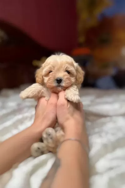 Harika Maltipoo Bebekleri