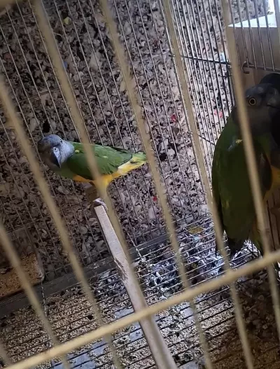 Senegal Papağanı Takım
