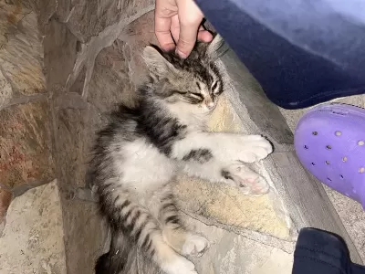 Annesiz İki Tane Yavru Kedi