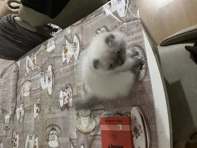 British Shorthair Cinsi Kedimi Sahiplendirmek İstiyorum