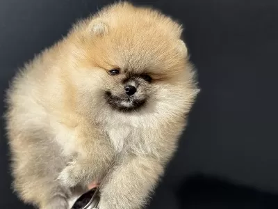 Ankaranın En Güzel Ayı Surat Pomeranian Yavruları