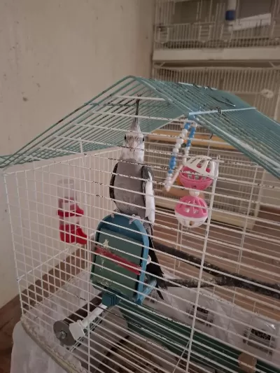 Wf Grey Erkek Sultan Papağanı 6 Aylık