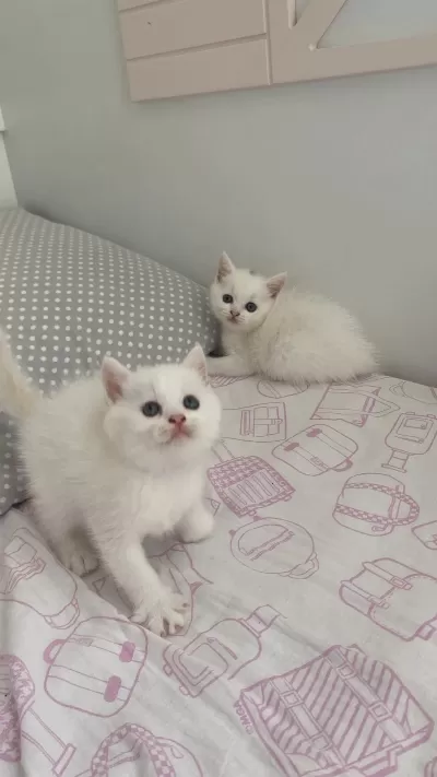 Bal Kardeş Kediler Sahiplerini Arıyorlar