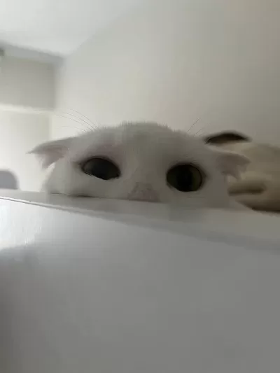 Şımarık Nazlıcan Scottish Fold