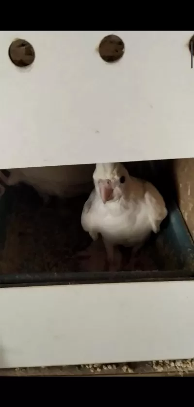 2 Yaşında Albino Heavy 3 Yavrulu Takım Sultan