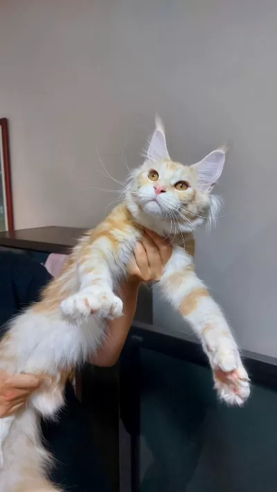 Üst Kaliteli Maine Coon Erkek Polydactyl Silver Red