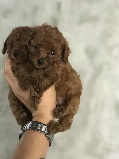 Toy Poodle Bebeklerim