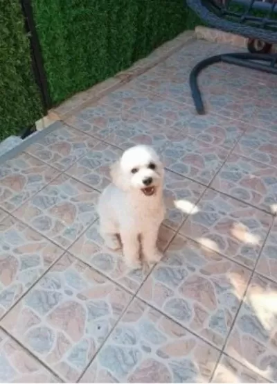 9 Aylık Maltipoo Oyuncu Yavrum Yeni Yuvasını Arıyor