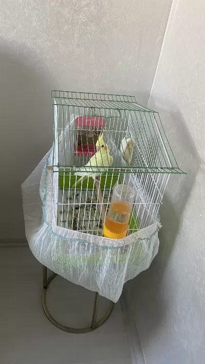 Sultan Papağanı Erkek Üç Aylık