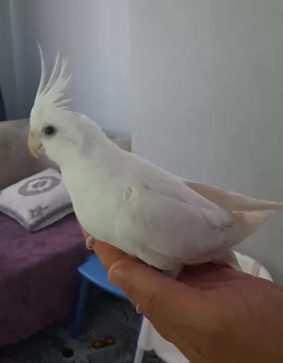 Eşe Hazır Erkek Sultan Papağanı Albino
