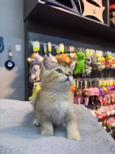 Golden Erkek British Shorthair