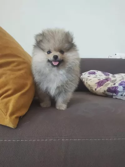 Pomeranian Boo Erkek Köpeğimiz