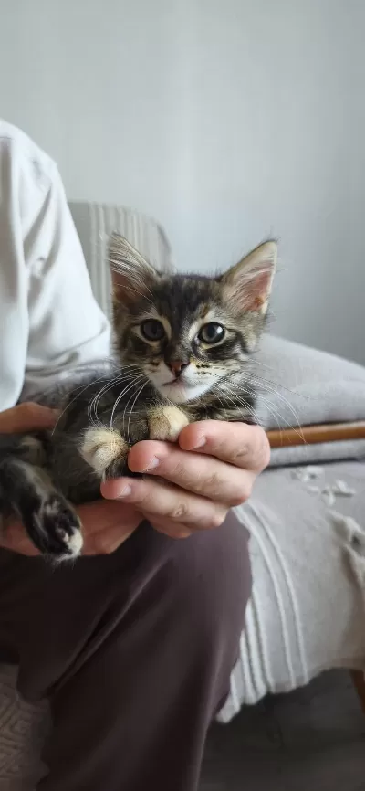 Sicak Kanli Arkadaş Canlisi Tekir