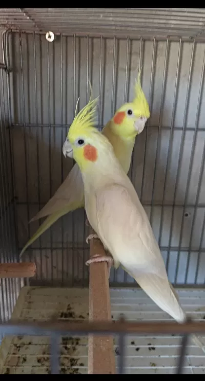 2 Takim Fabrika Gibi Yumurtlayan Sultan Papağani
