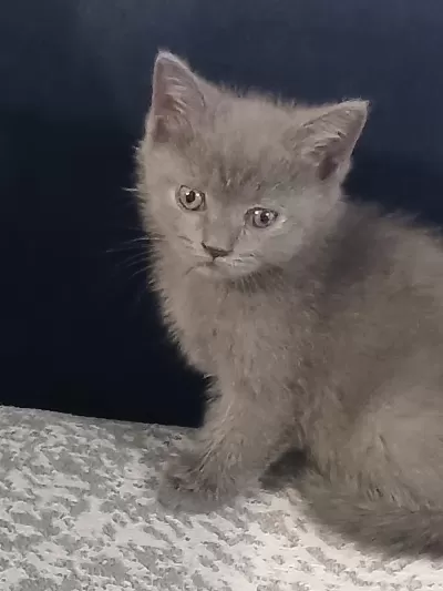 British Shorthair Yavrular Yeni Yuva Arıyor