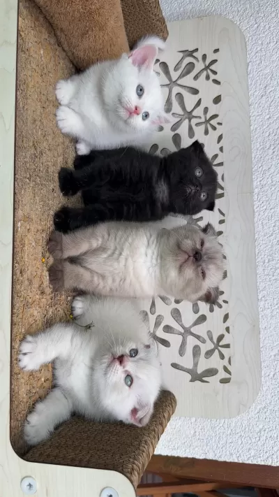 Ücretsiz Scottish Fold Acil Yavrular Yuva Aranıyor