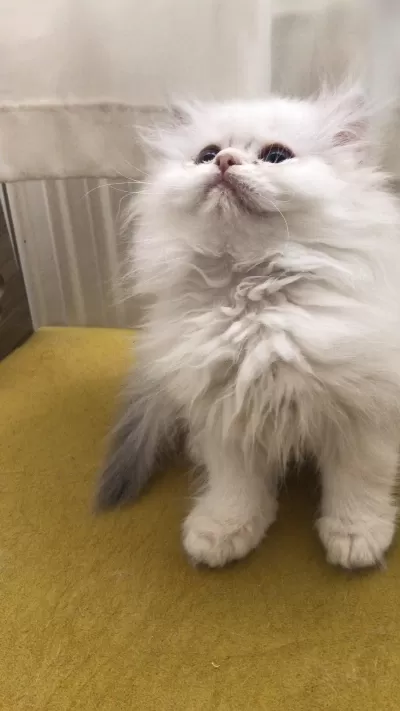 British Longhair Dişi Yavru