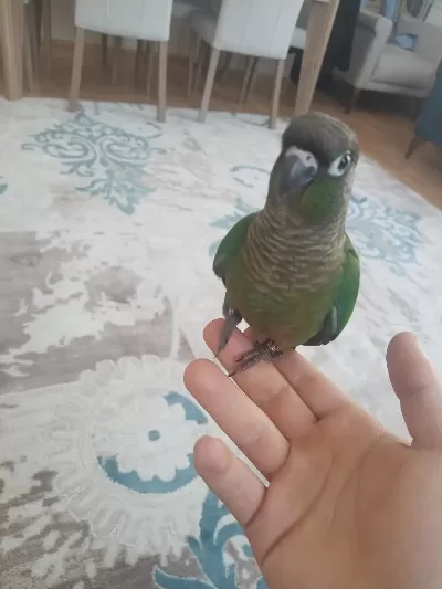 Muhteşem Güzellikde 6 Aylık Evlat Konur Kapalı Bilezik