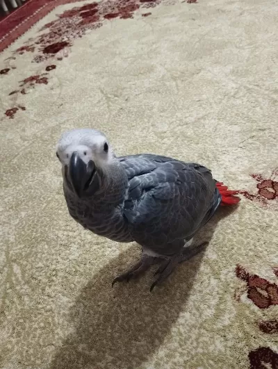 Oyuncu Ve Sağlıklı 70 Günlük Jako Bebek