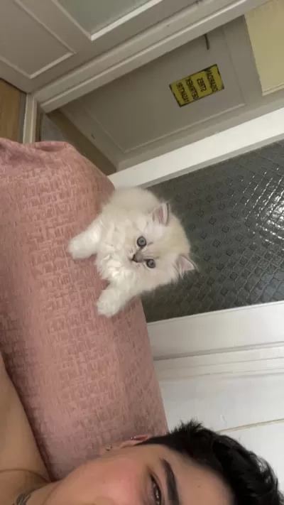 1 Buçuk Aylık Kedimiz Tuvalet Eğitimi Tamamlandı Emmiyor