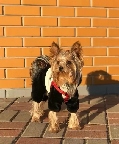 İlk Gelen Alır Köpeğimizi