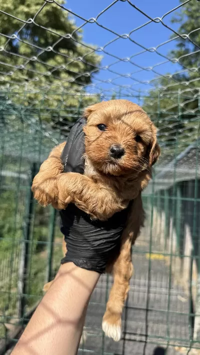 Köpeğimiz Hakkında Detaylı Bilgi İçin Arayın