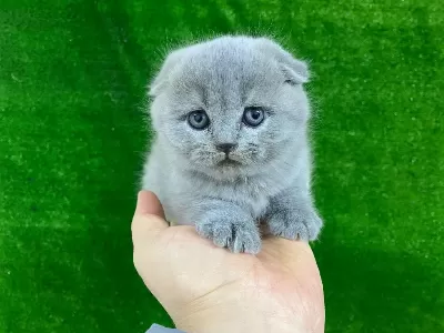 İrk Garantili Scottish Fold Yavrular