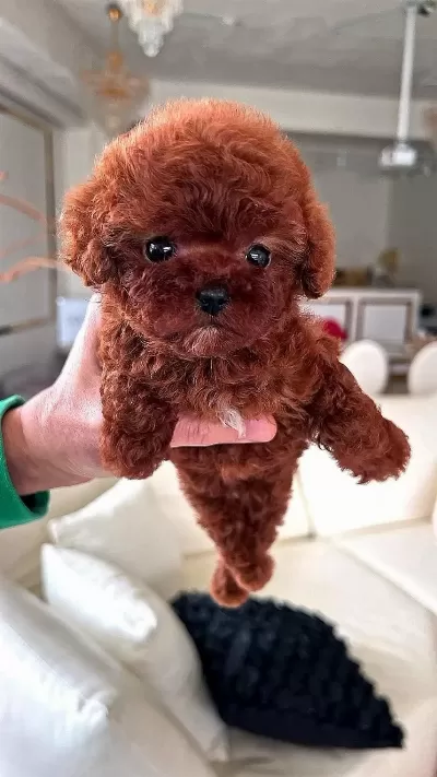 İrk Ve Sağlık Garantili Mini Toy Poodle Bebekler Hazır