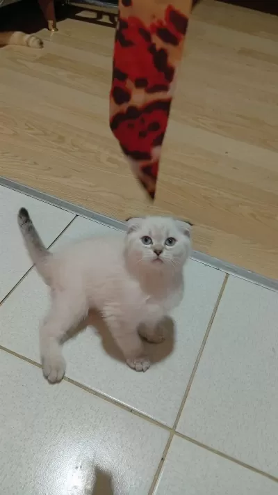 Scottish Fold Prenses Uyguna Verilcek