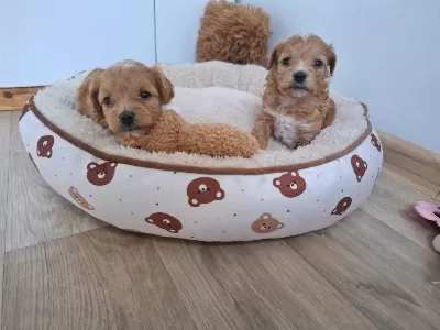 Aşili Mikroçipli Maltipoo Yavrularimiz
