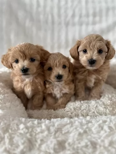 Mükemmel Güzellikteki Maltipoo Yavrularimiz