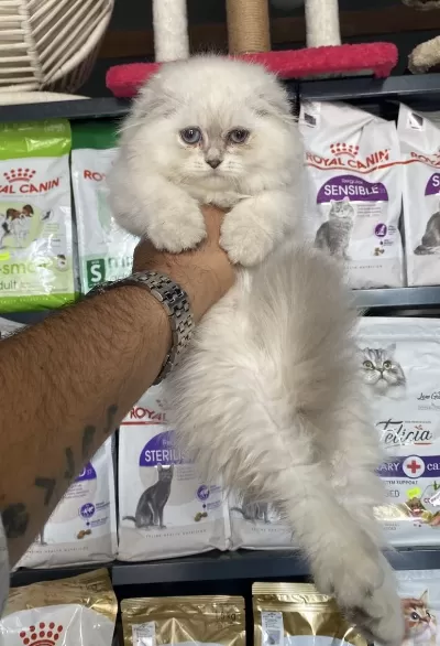 Scottish Fold İrkının En Güzeli