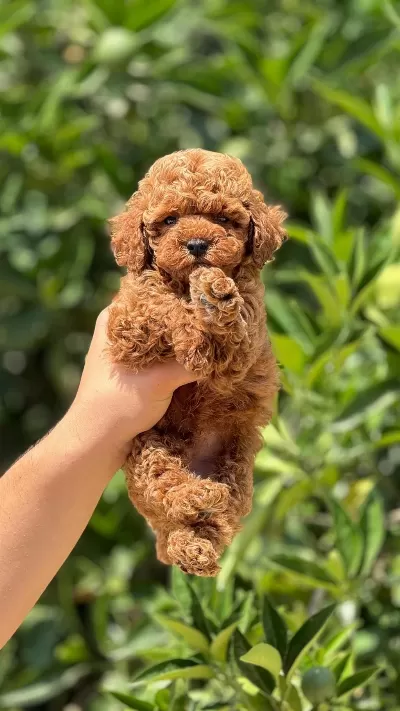 Ankaranın Tek Pet Danışmanlığı