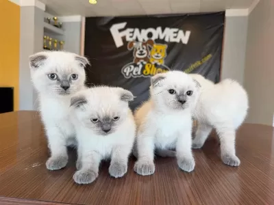 Scottish Fold Yavrulari Ankara Magazamizda Canli Görün