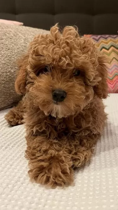 Anatomi Harikasi Toy Poodle Bebekler