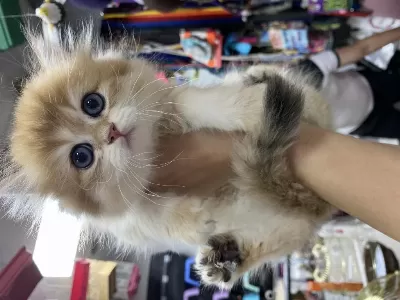 2 Aylık Golden Britishlonghair Yavrumuz