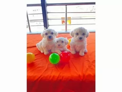 ev doğumu maltese bebeklerimiz