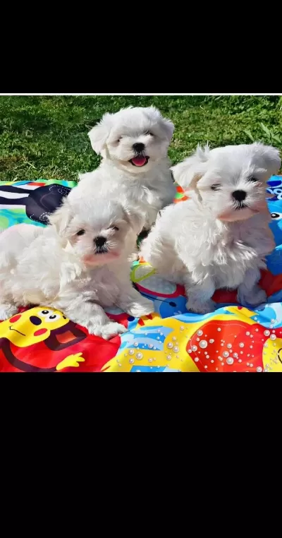 Kar Beyazı Maltese Bebeklerimiz