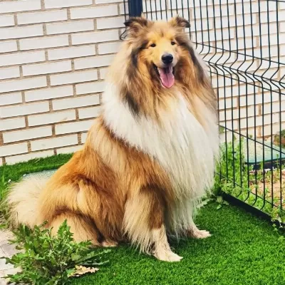 Rough Collie ( Lessie ) Yavrulari