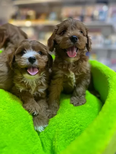 Tüy Dökmeyen Hipoalerjenik Saf Kan Maltipoo Yavrular