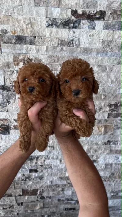 Mikrochipli Red Brown Orjinal Kore Kan Poodle Yavrular