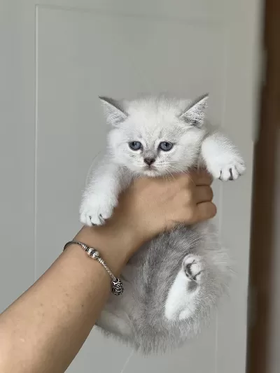 Safkan British Shorthair Yavrum
