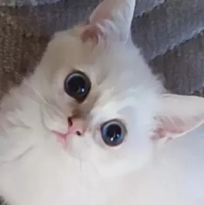 Safkan British Shorthair