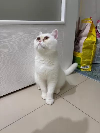 8 Aylık Sağlıklı Erkek Kedimiz
