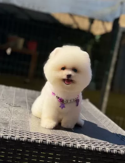 Pamuk Şekeri Pomeranian Boo